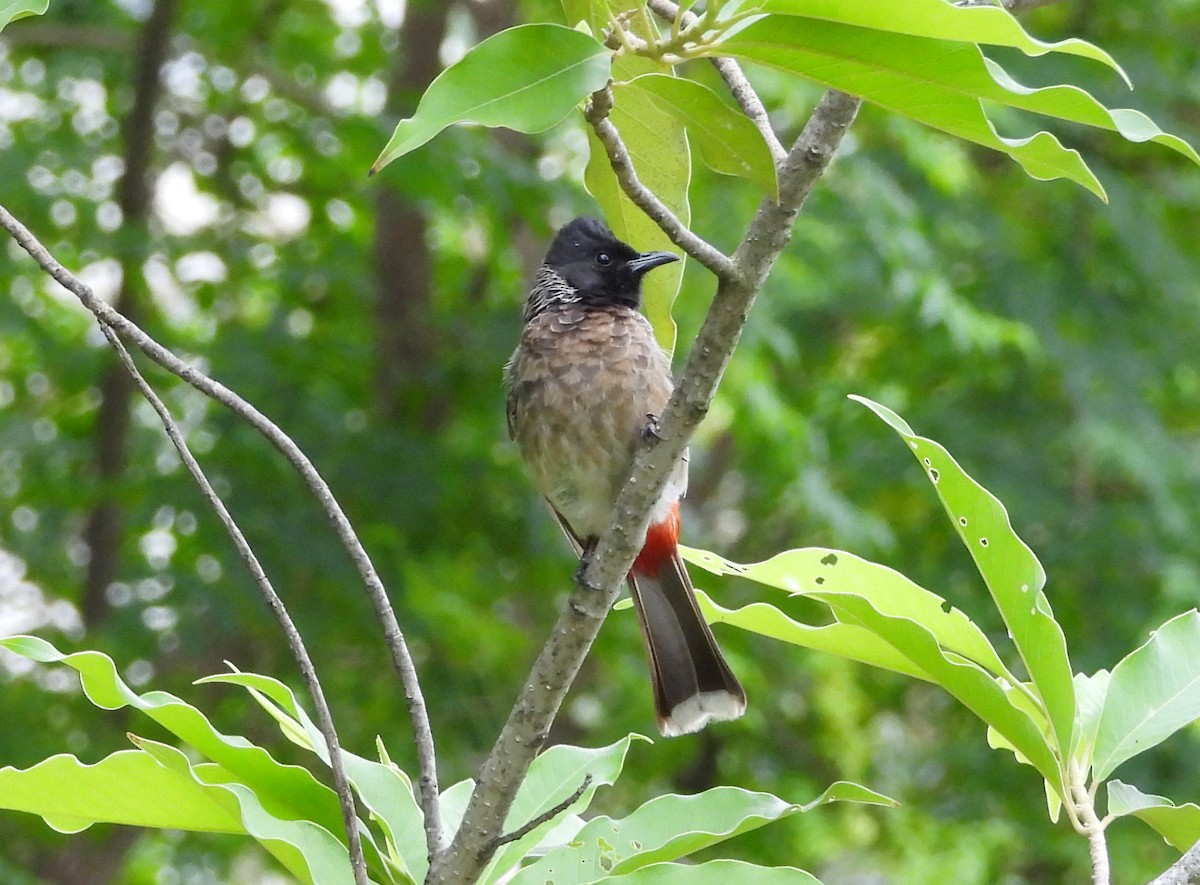 Red-vented Bulbul - ML620678003