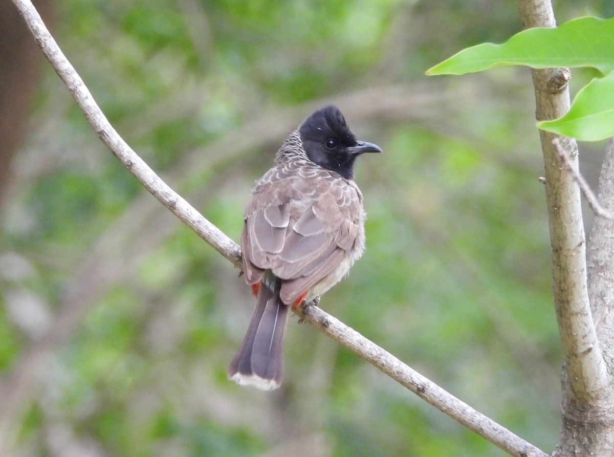 Red-vented Bulbul - ML620678004