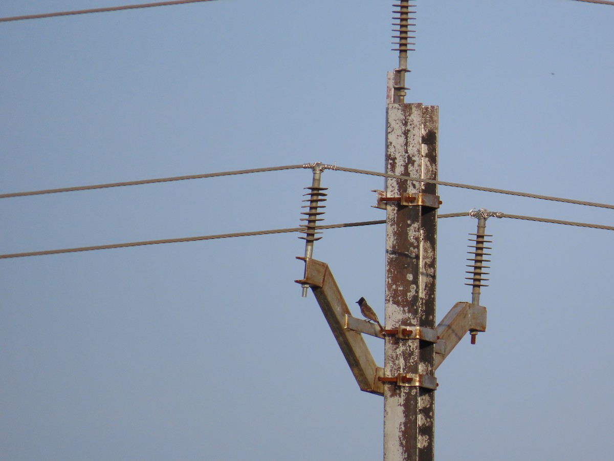 Red-vented Bulbul - ML620678005