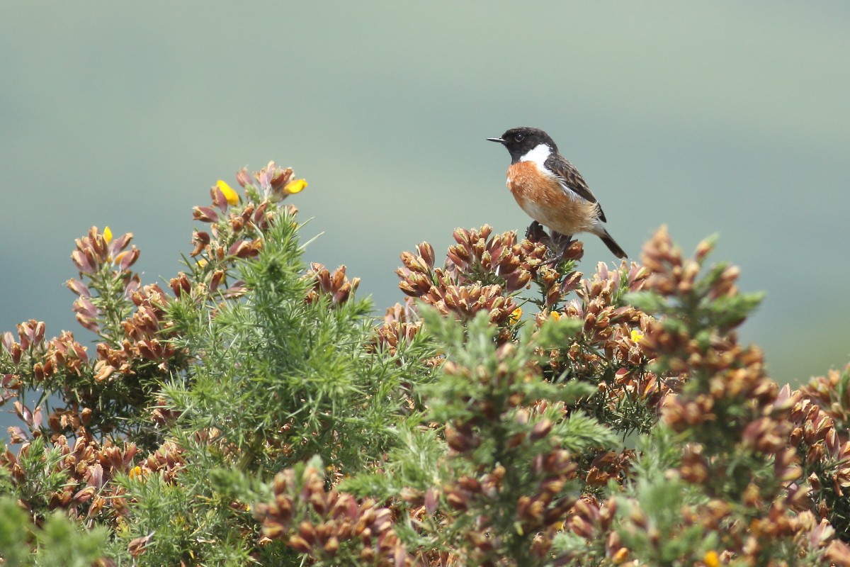 European Stonechat - ML620678008