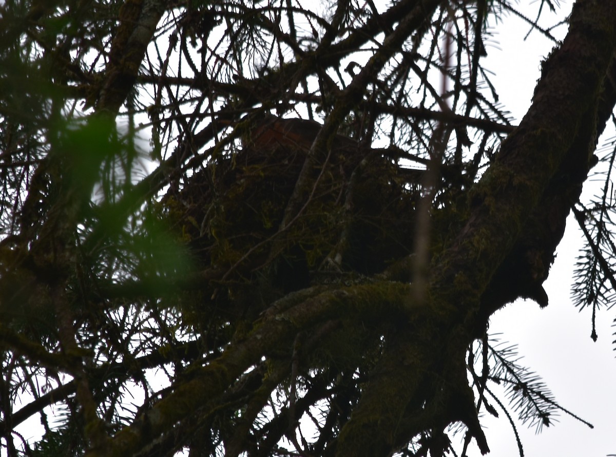 American Robin - ML620678011