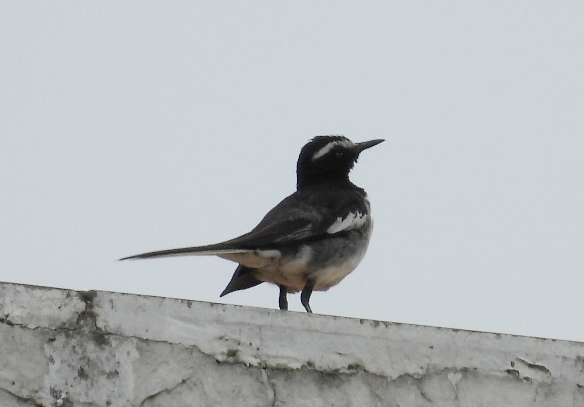 White-browed Wagtail - ML620678023