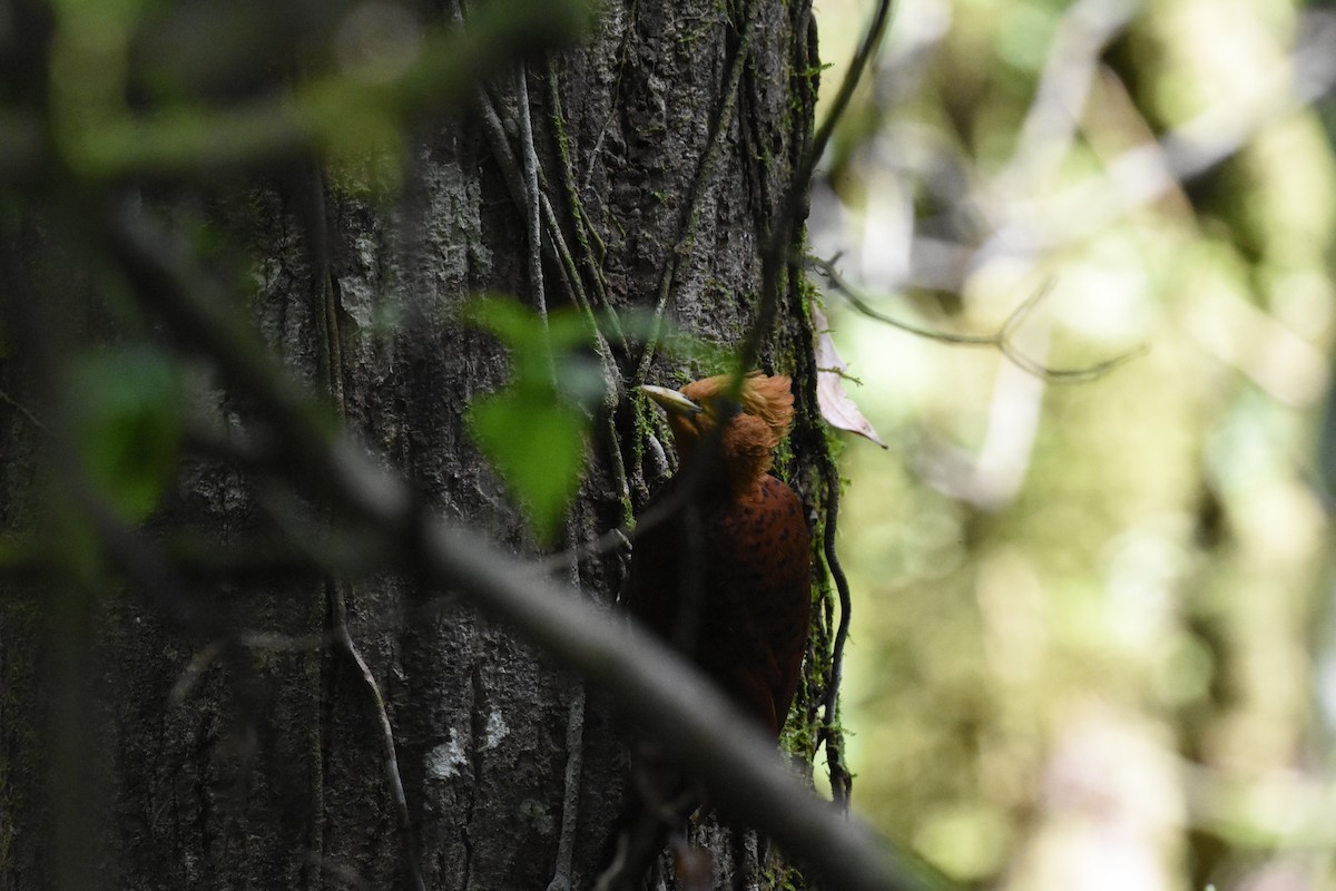 Cinnamon Woodpecker - ML620678028