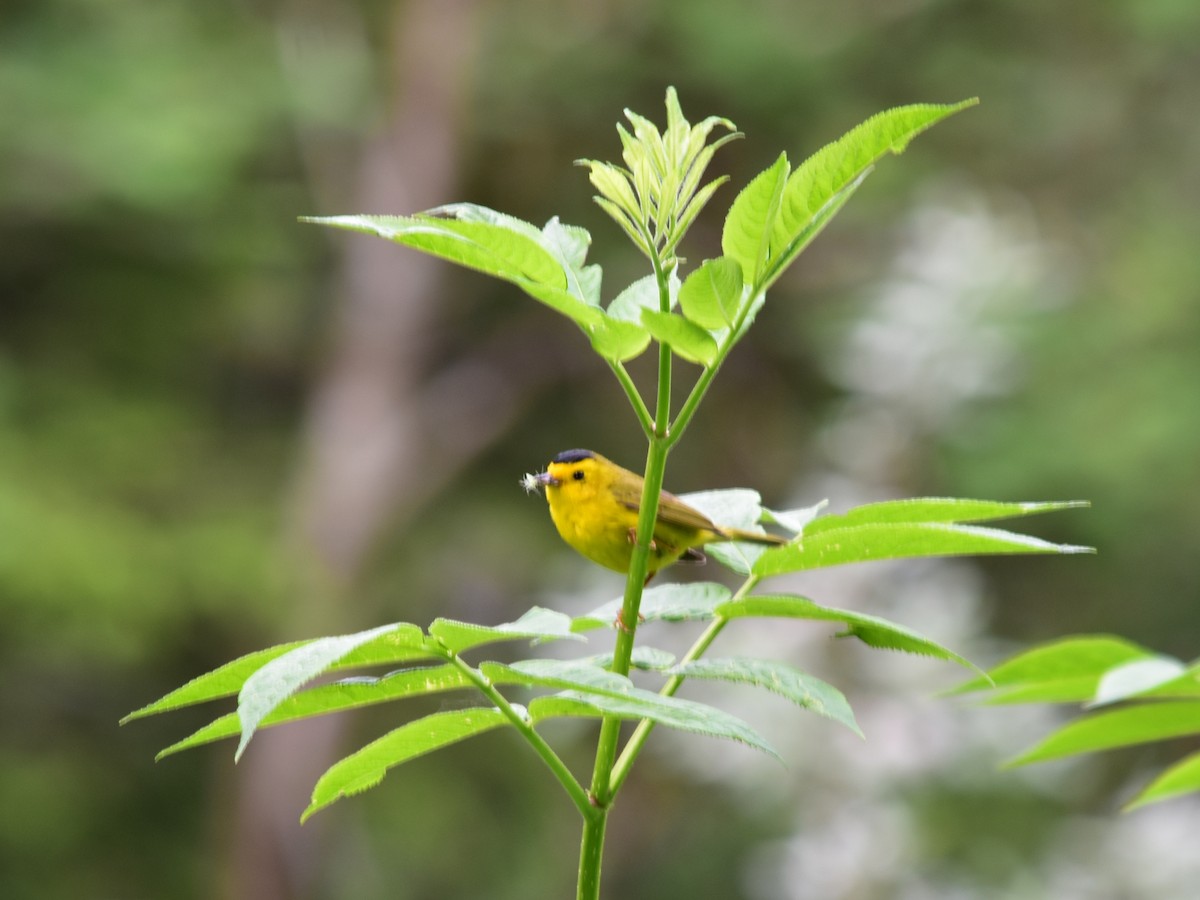 Wilson's Warbler - ML620678029