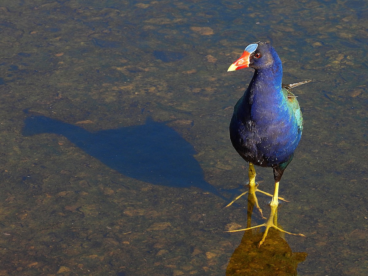 Purple Gallinule - ML620678030