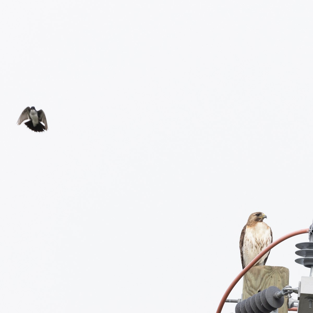 Red-tailed Hawk (borealis) - ML620678031