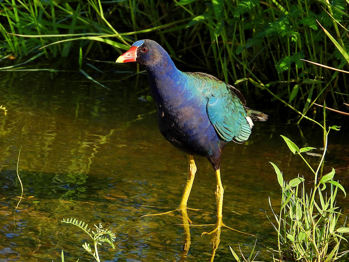 Purple Gallinule - ML620678032