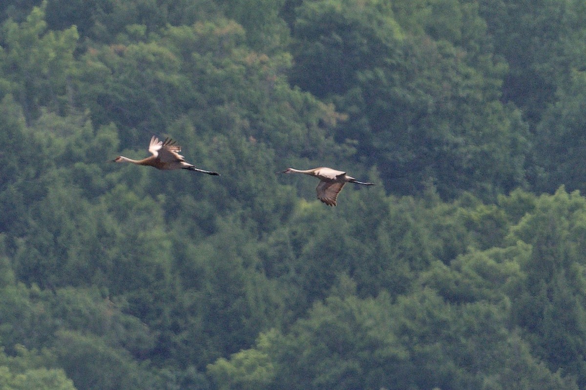 Sandhill Crane - ML620678034