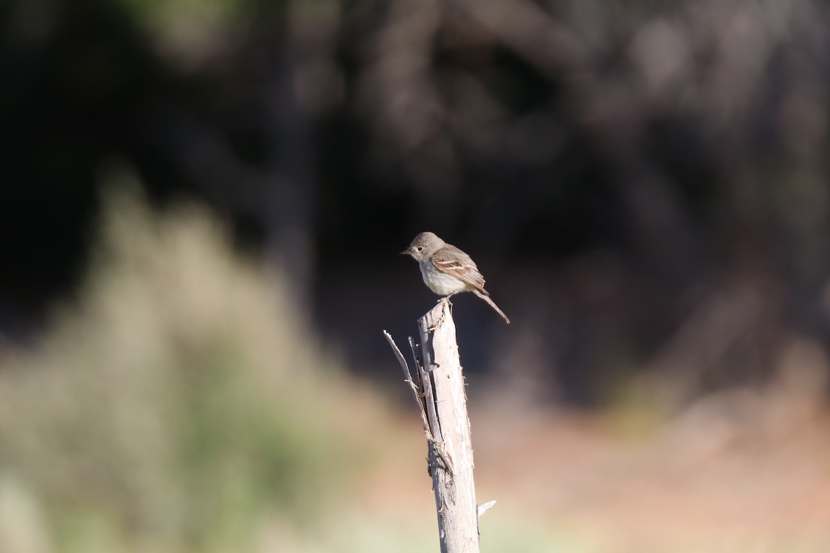 Gray Flycatcher - ML620678035