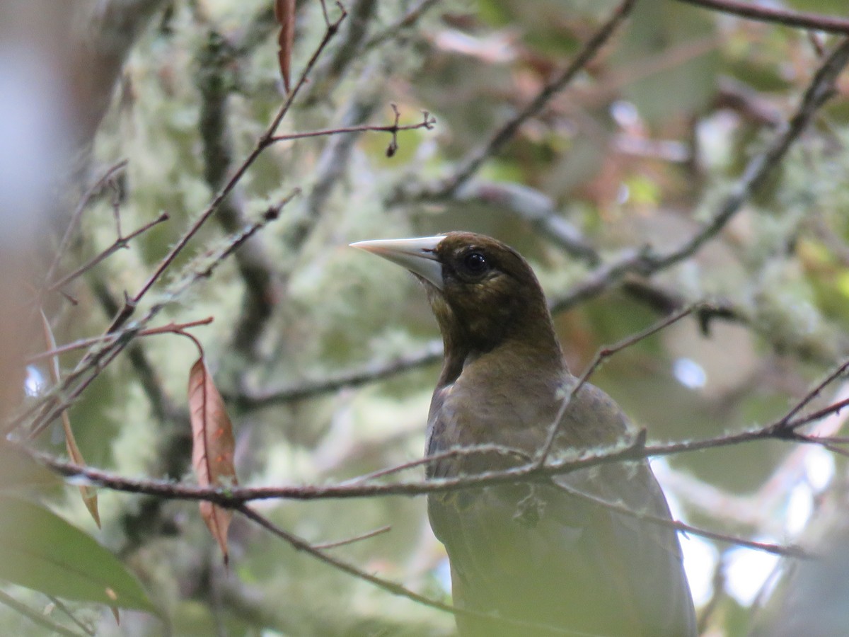 Dusky-green Oropendola - ML620678039