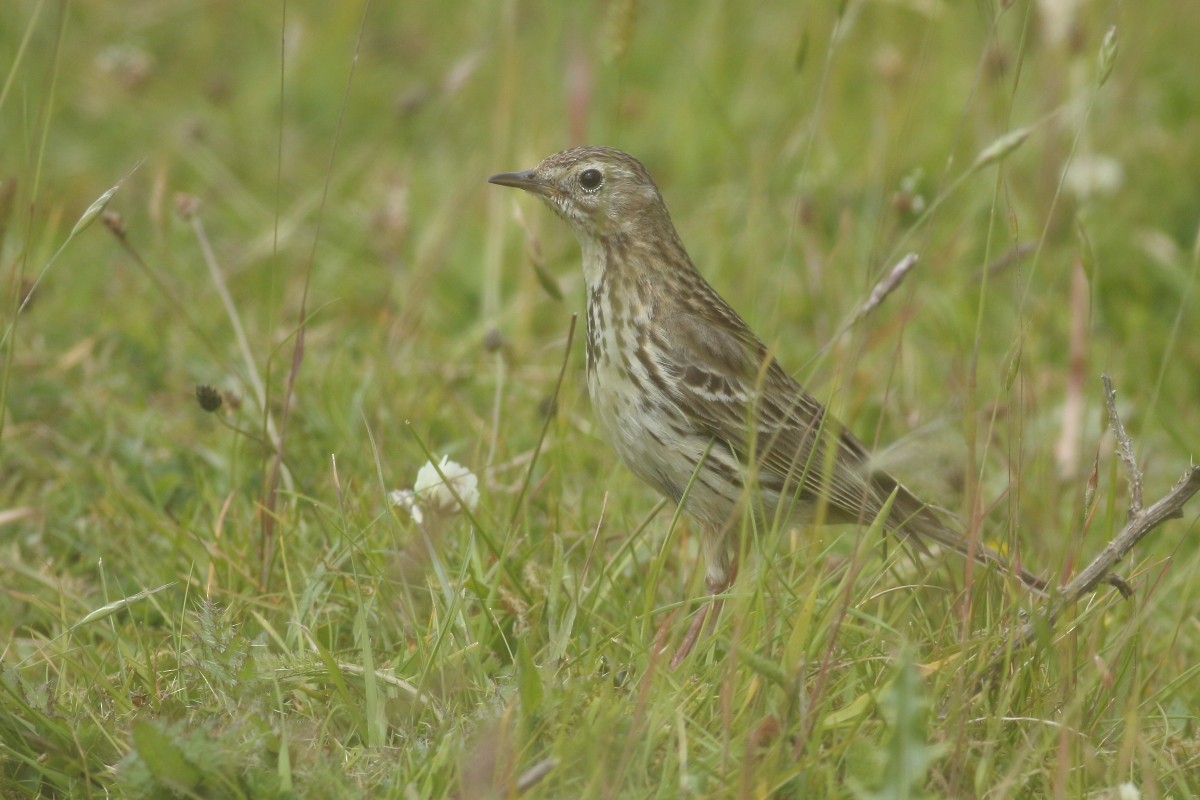 Meadow Pipit - ML620678046