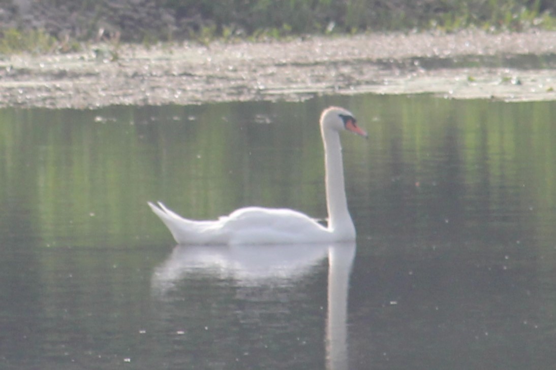 Cygne tuberculé - ML620678050