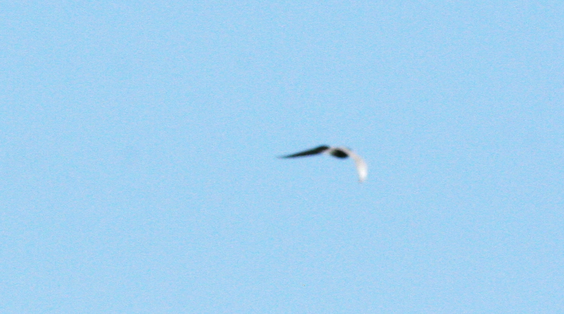 Black Tern - ML620678053