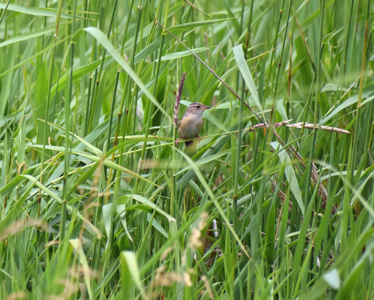 Sedge Wren - ML620678058