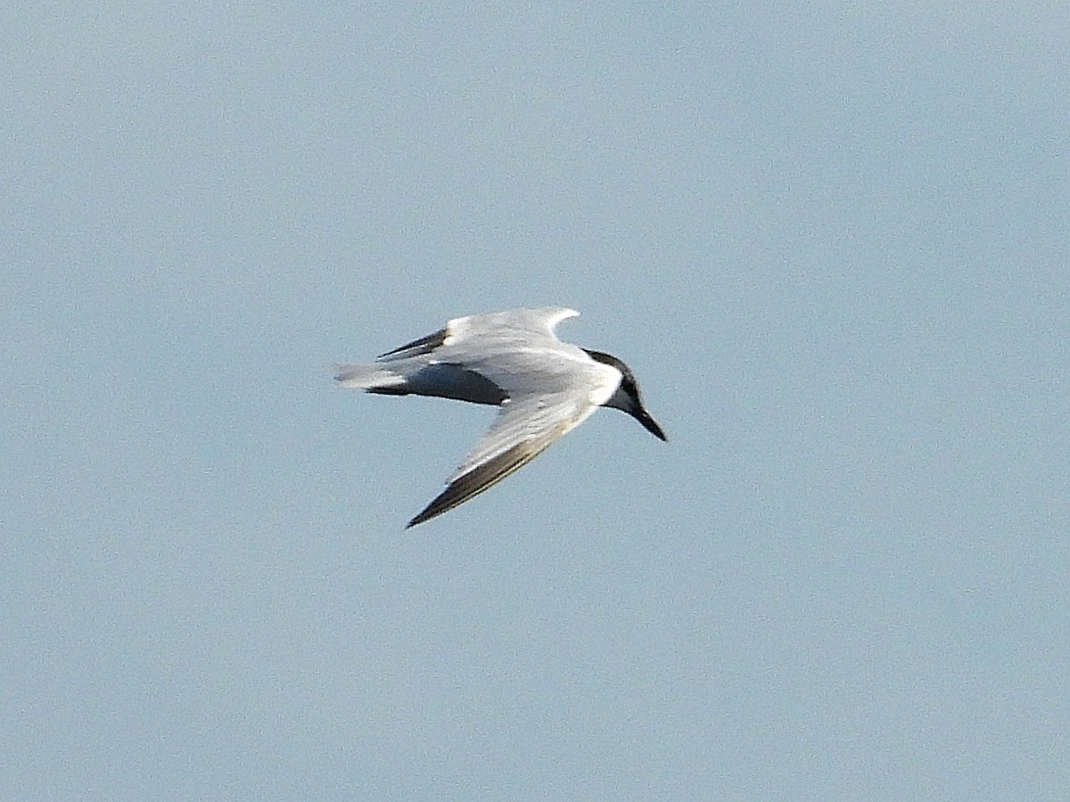 Gull-billed Tern - ML620678060