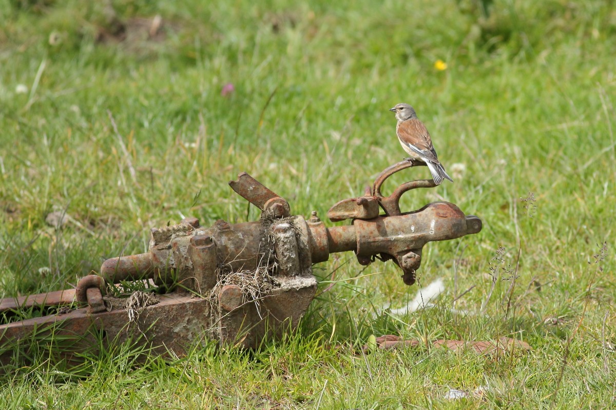 Eurasian Linnet - ML620678065