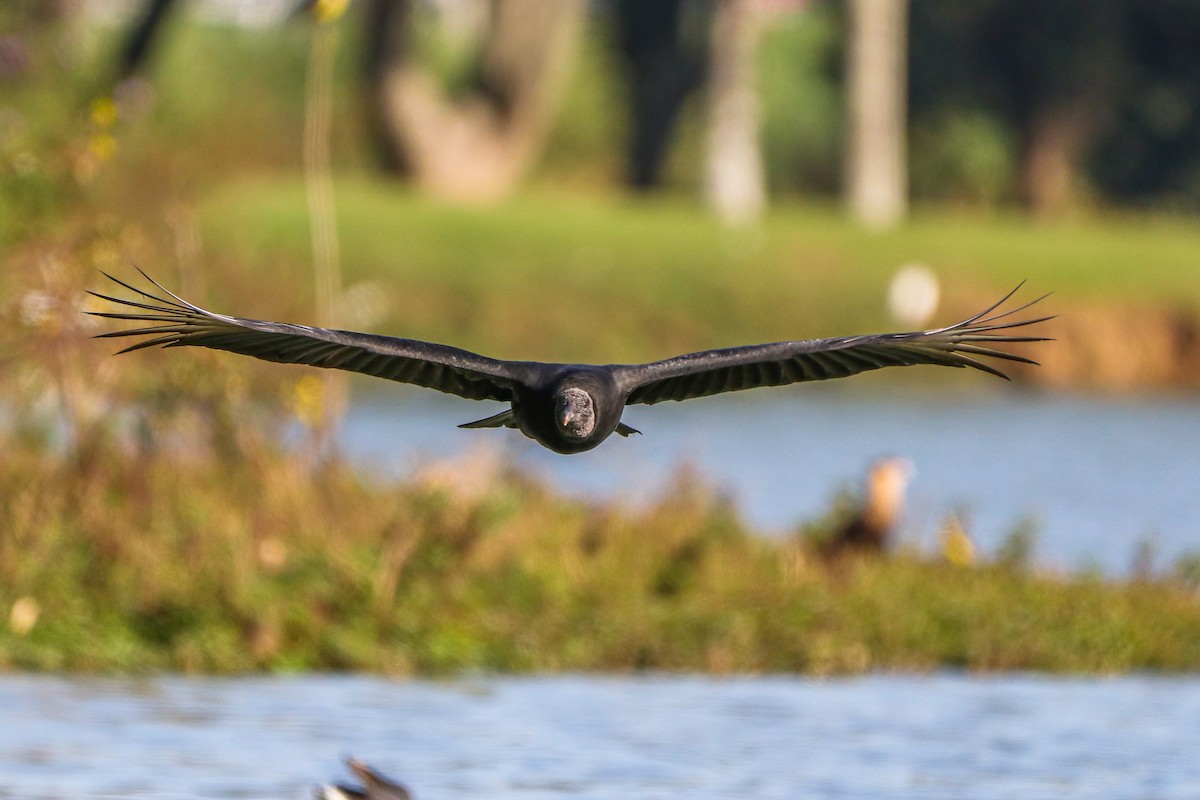 Black Vulture - ML620678067