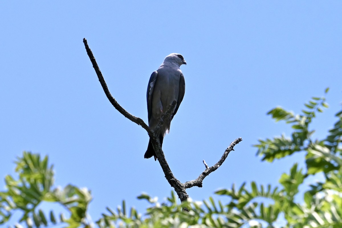 Mississippi Kite - ML620678071