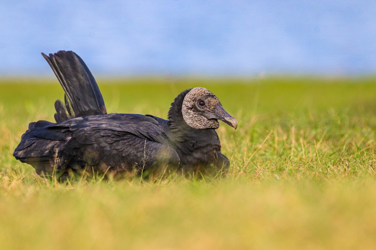 Black Vulture - ML620678072