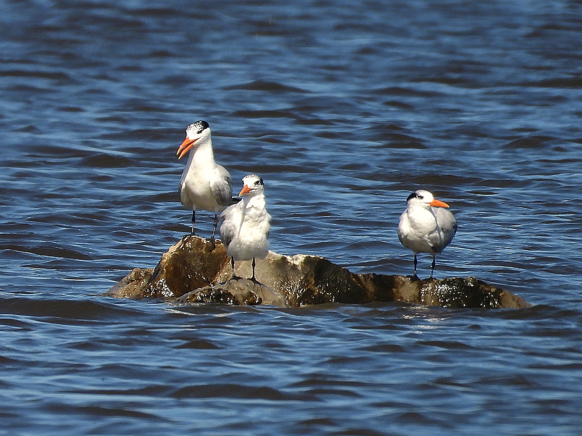 Royal Tern - ML620678076