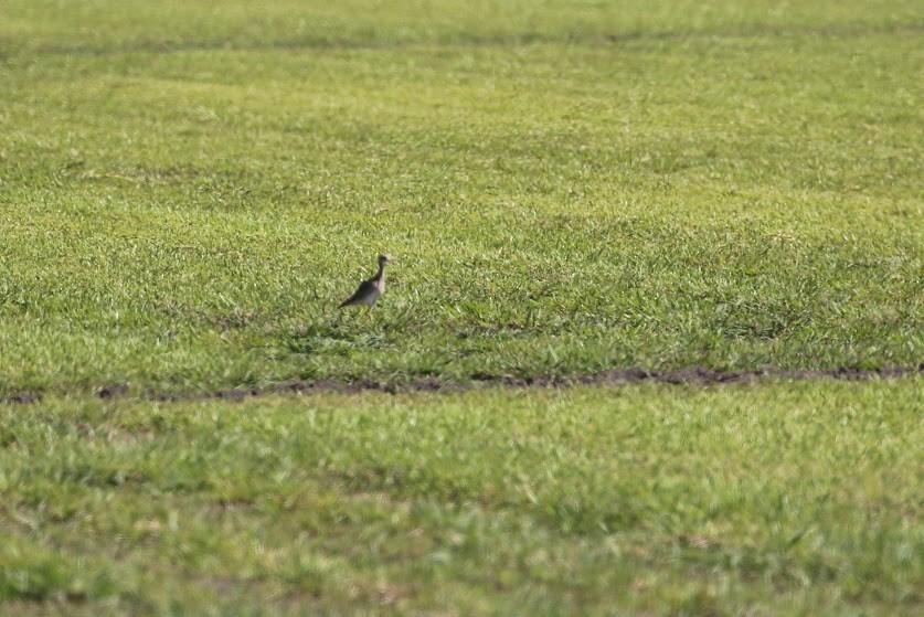 Upland Sandpiper - ML620678089