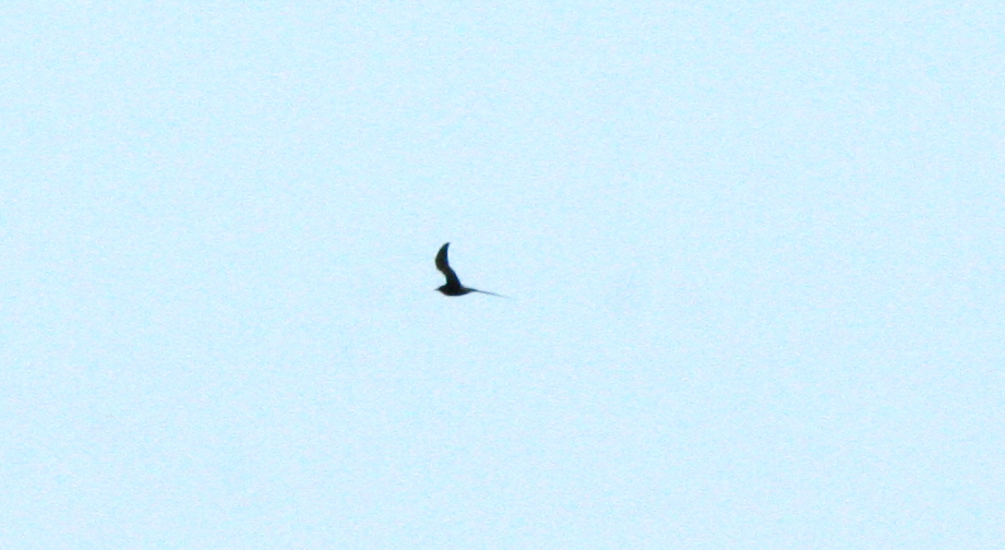 Black Tern - ML620678090