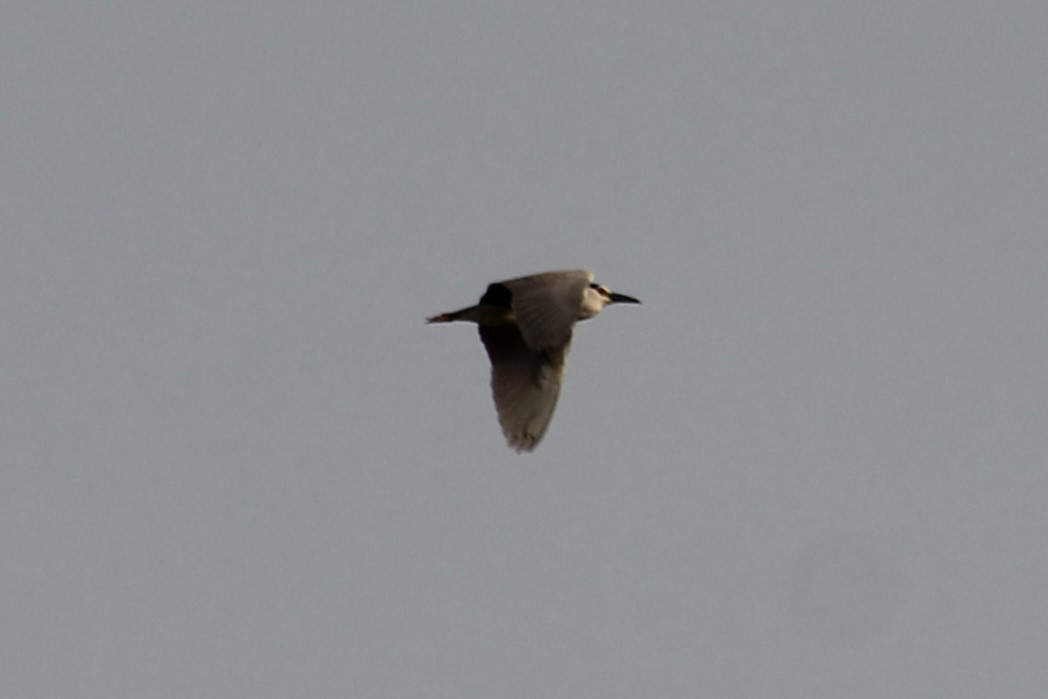 Black-crowned Night Heron - ML620678091