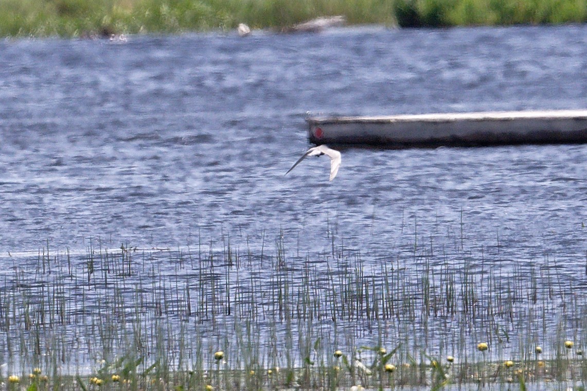 Крячок чорний - ML620678095