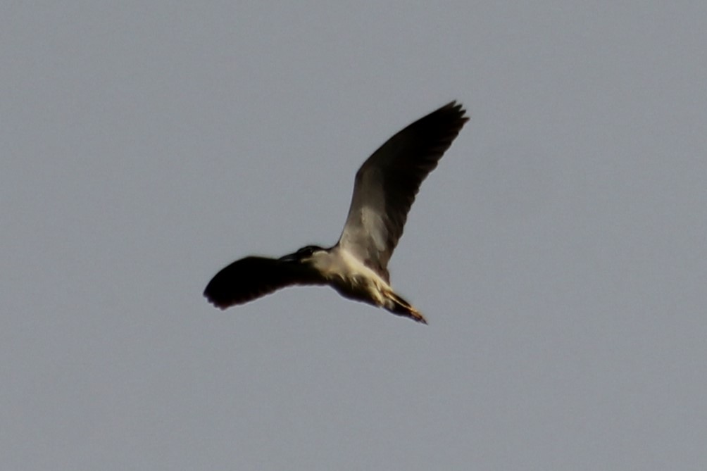 Black-crowned Night Heron - ML620678102