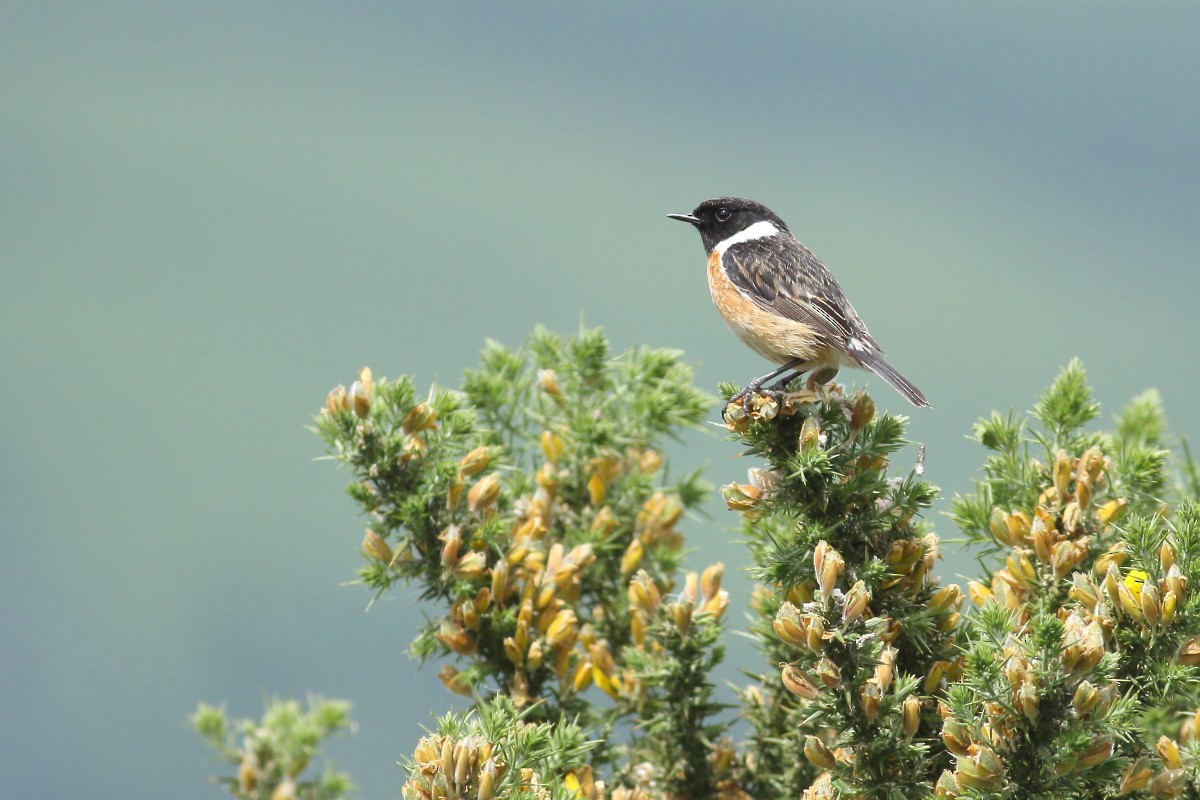 European Stonechat - ML620678110