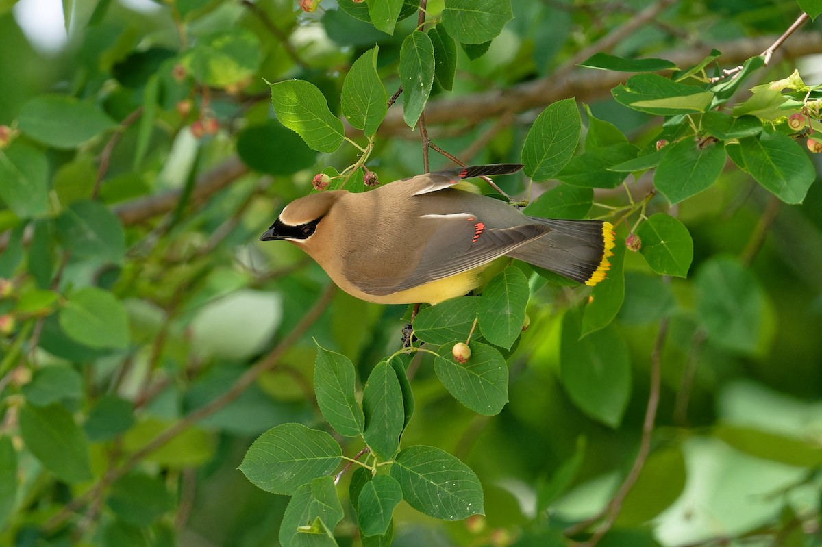 Cedar Waxwing - ML620678114