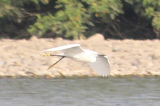 Little Egret - ML620678121