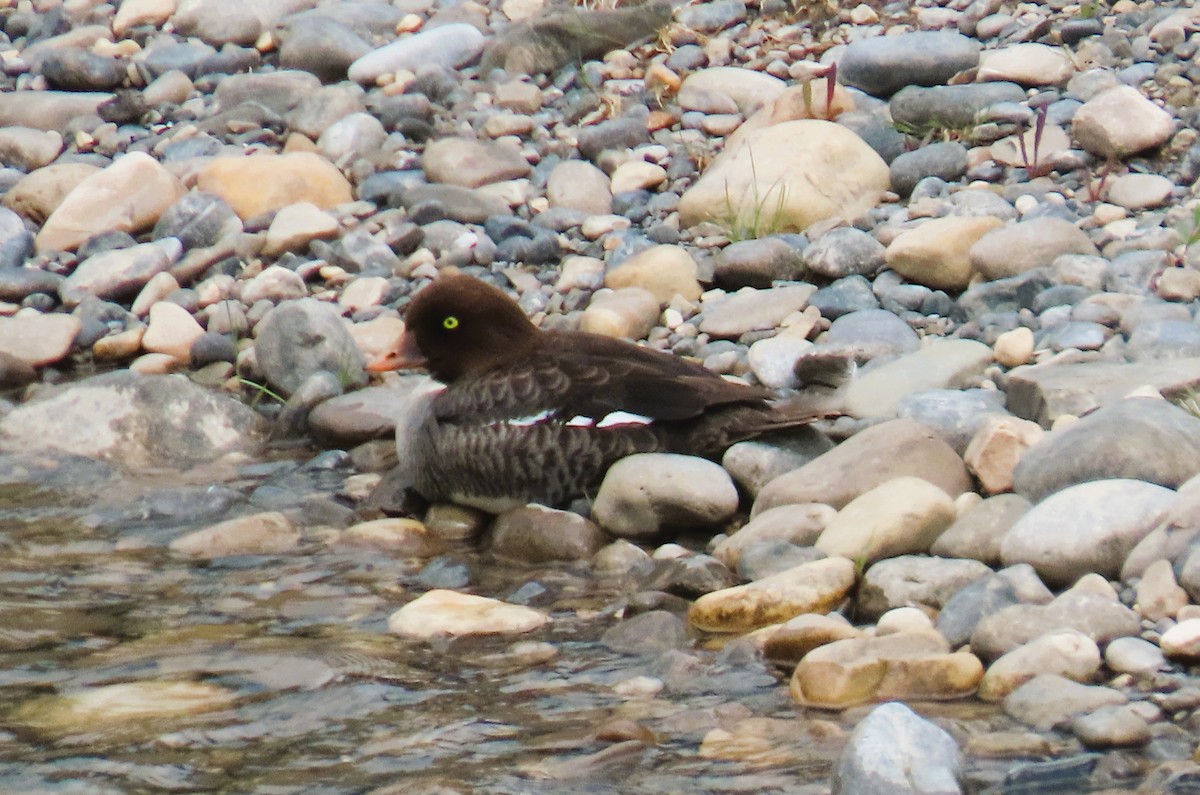 Barrow's Goldeneye - ML620678123