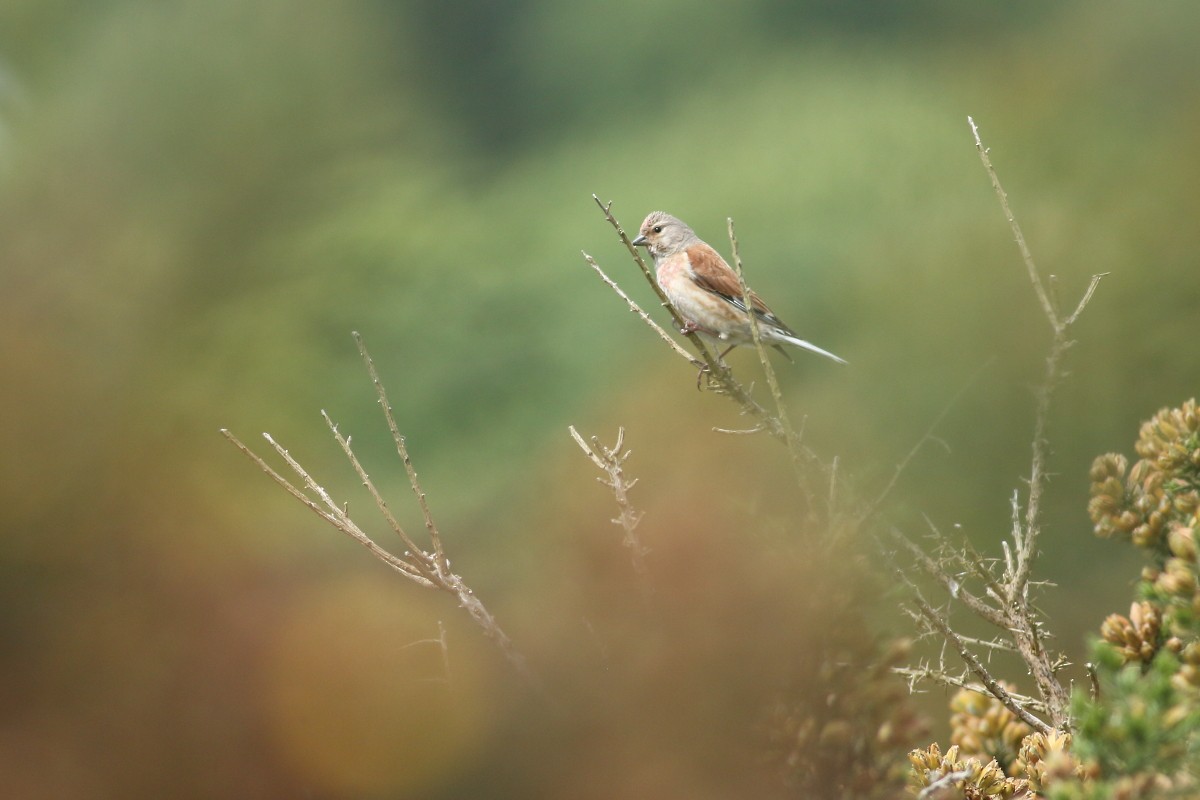 Eurasian Linnet - Grzegorz Burkowski