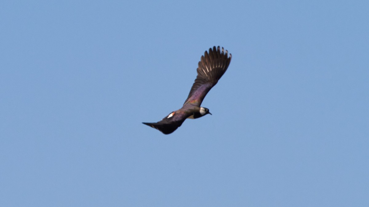 Northern Lapwing - ML620678128