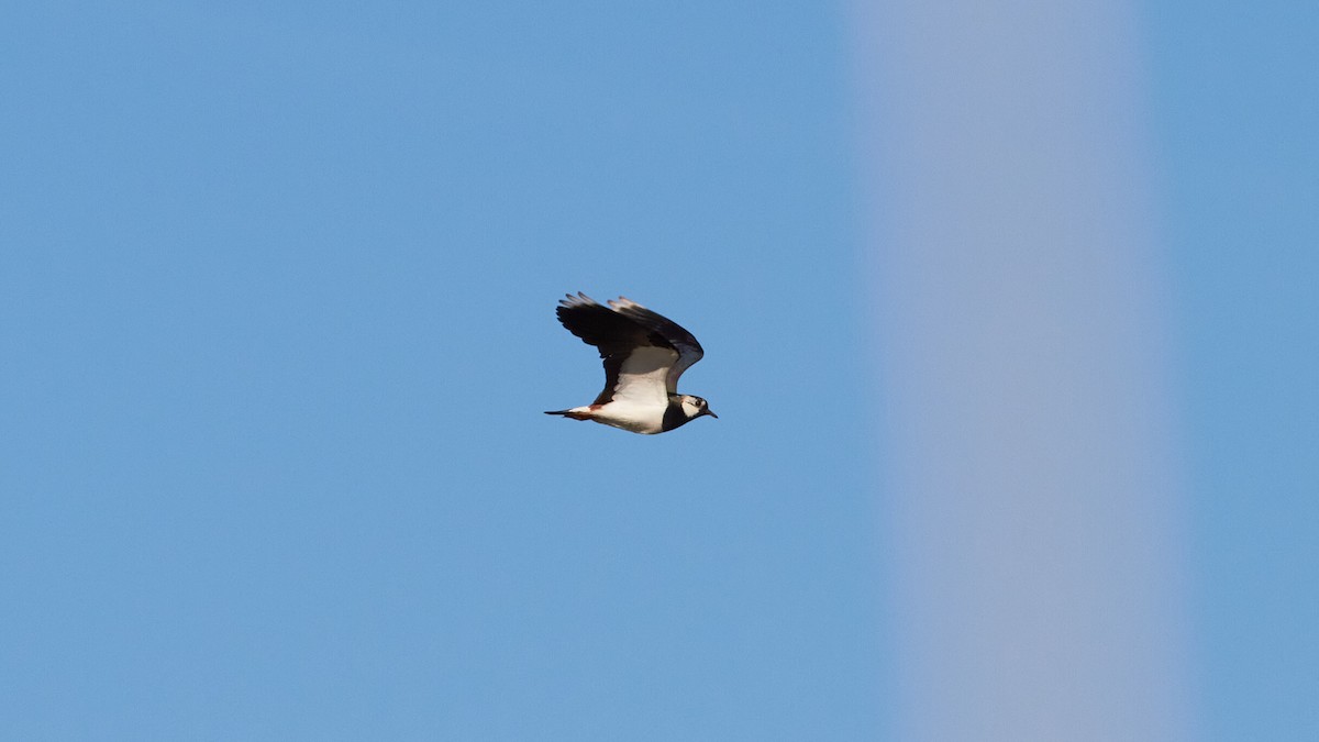 Northern Lapwing - ML620678129