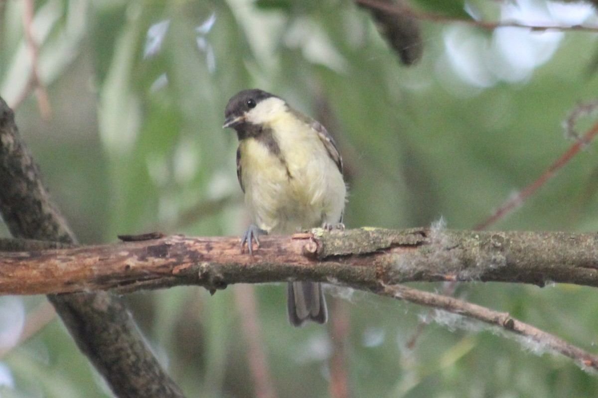 Great Tit - ML620678135