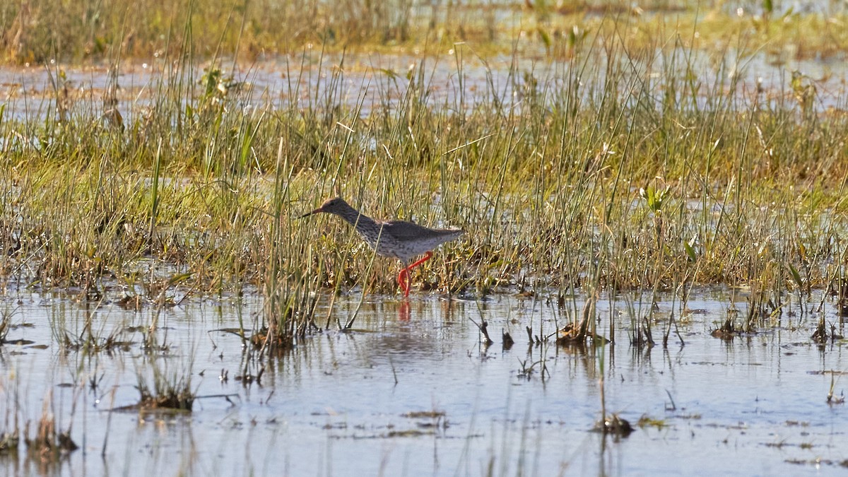 Common Redshank - ML620678137