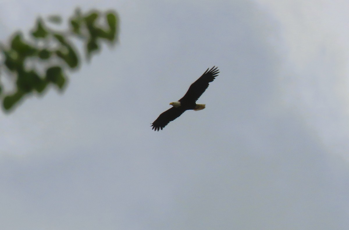 Bald Eagle - ML620678148