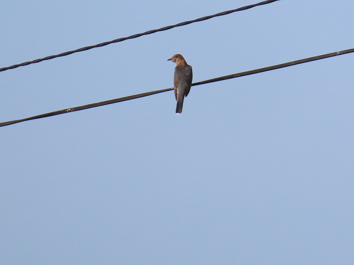 Common Hawk-Cuckoo - ML620678161