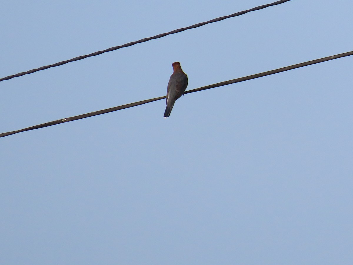 Common Hawk-Cuckoo - ML620678164