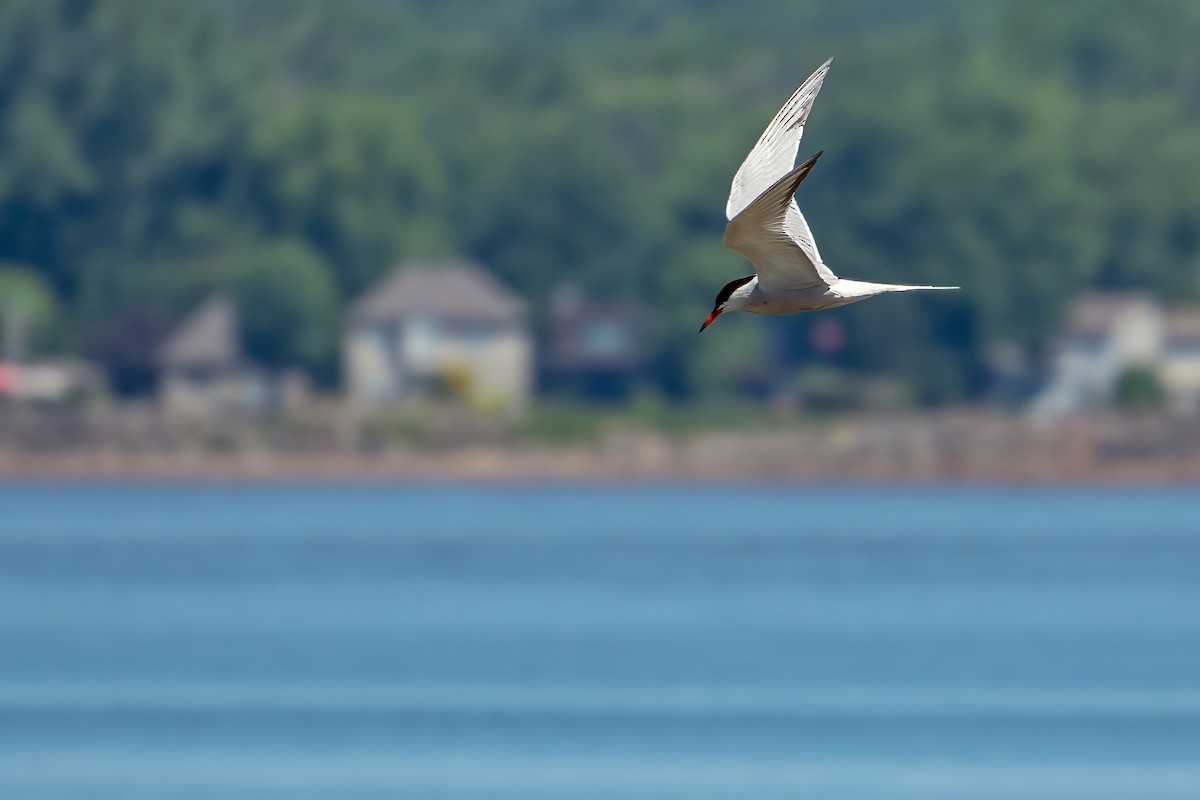 Common Tern - ML620678179