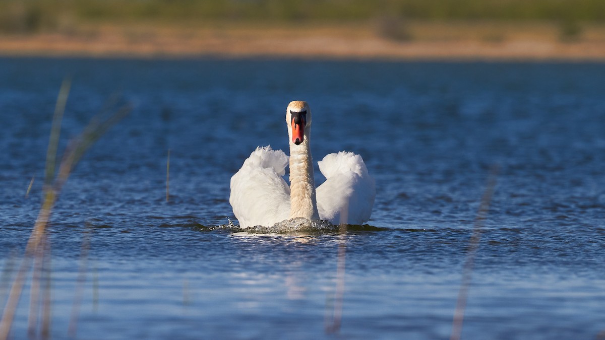 Mute Swan - ML620678181