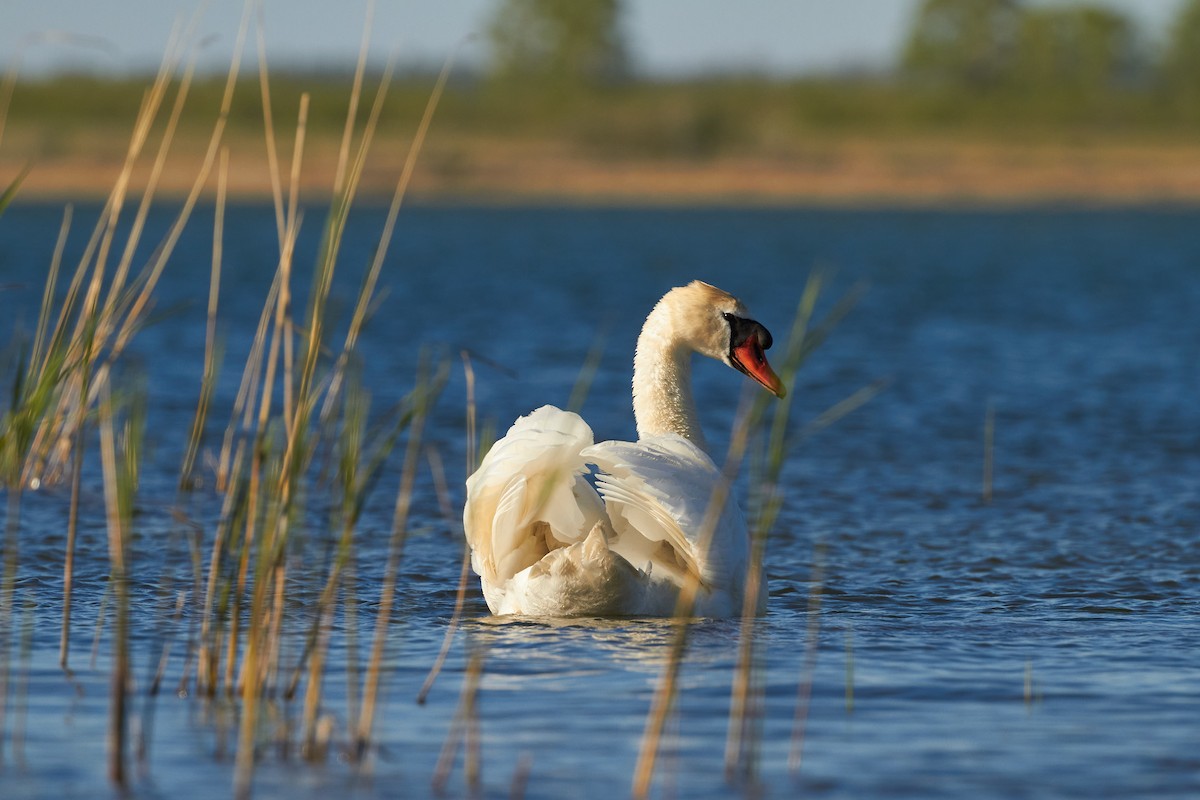 Mute Swan - ML620678182