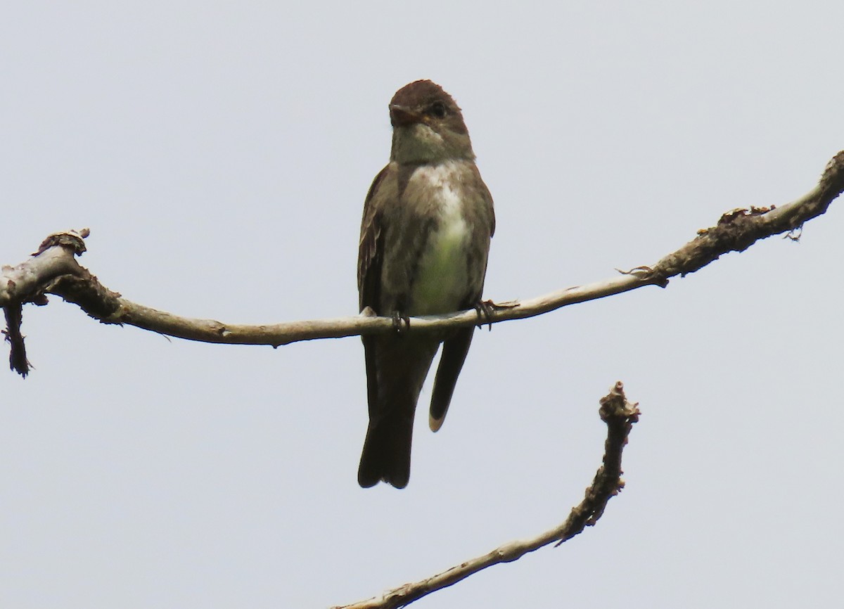 Olive-sided Flycatcher - Alfred Scott