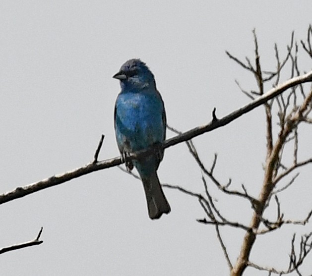 Indigo Bunting - ML620678197