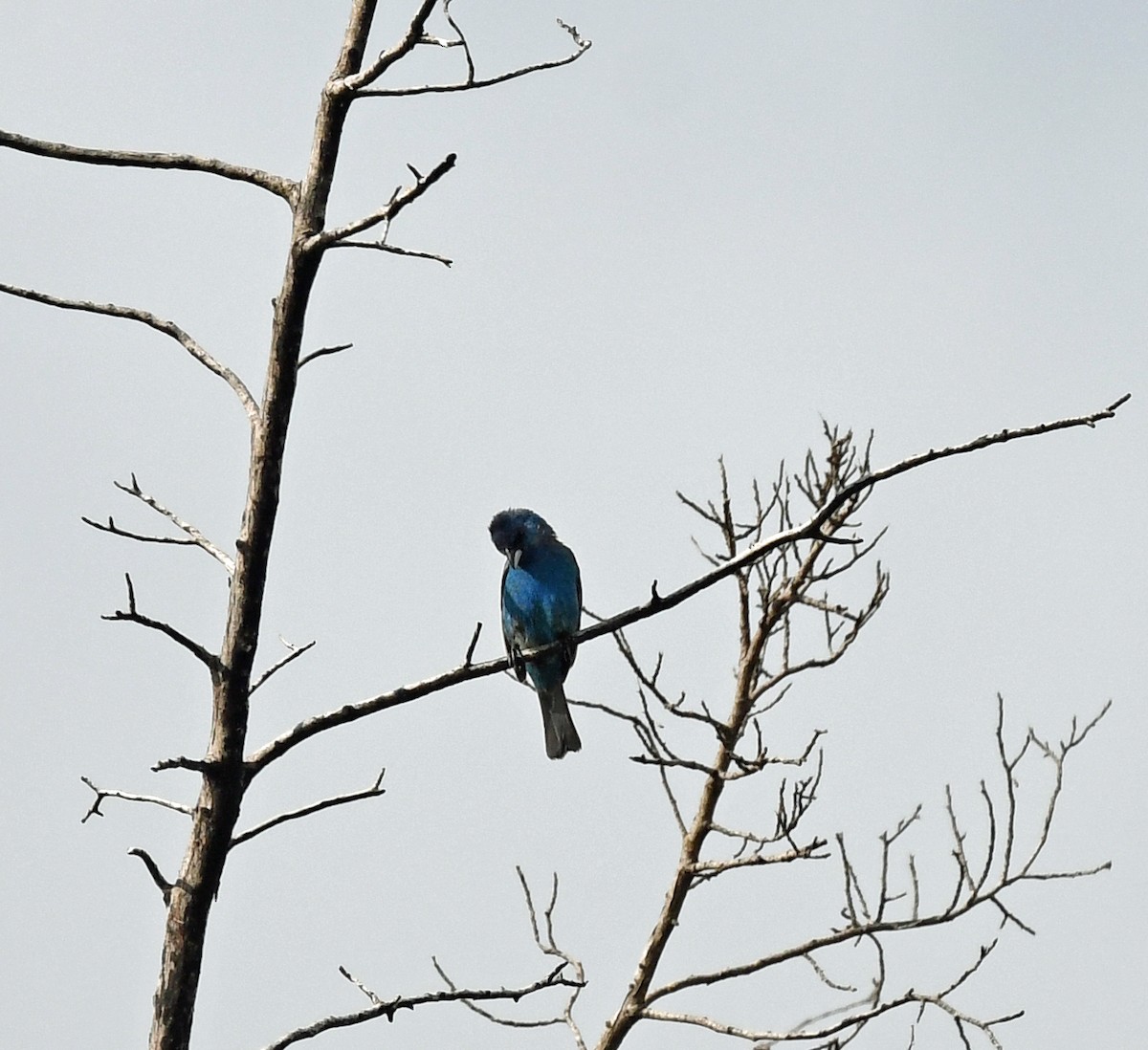 Passerin indigo - ML620678198