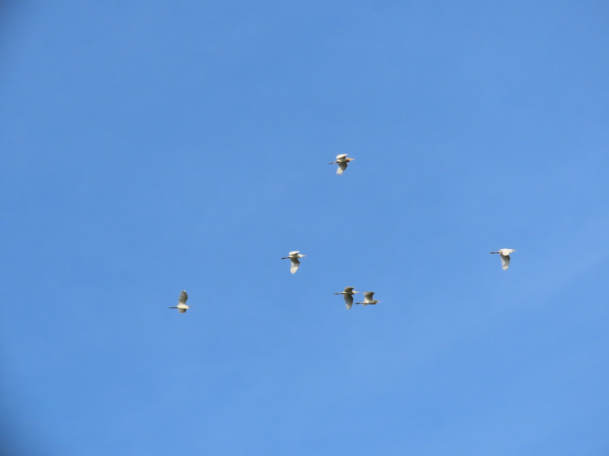 Eastern Cattle Egret - ML620678200