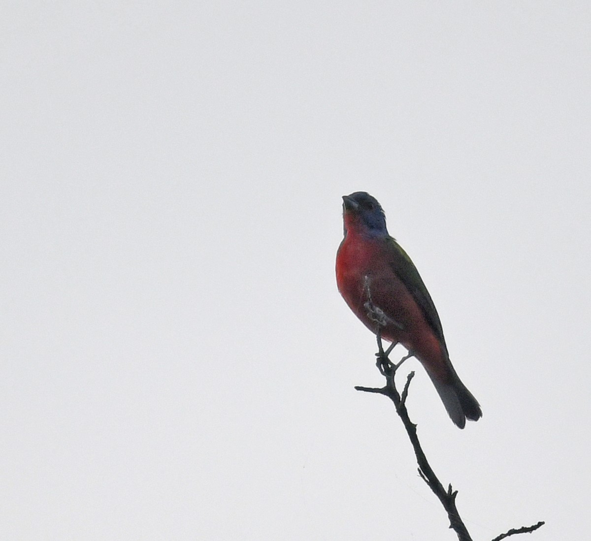 Painted Bunting - ML620678204