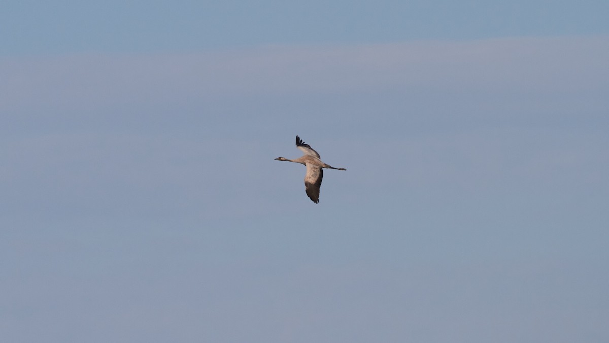 Common Crane - ML620678228